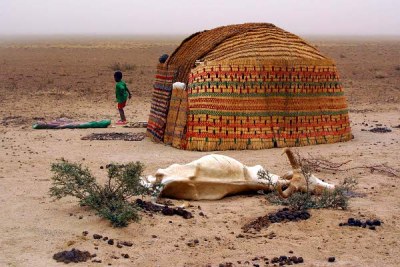 A high rate of livestock deaths is reported in the Ogaden region due to drought and other factors (file photo).