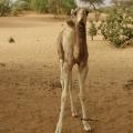 In the Bush: 30 Kilometers from Agadez