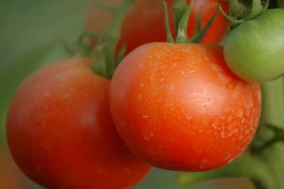 The Kenya Womens Finance Trust helps women build businesses that enhance food security, including acquiring greenhouses like the one where these tomatoes are growing.