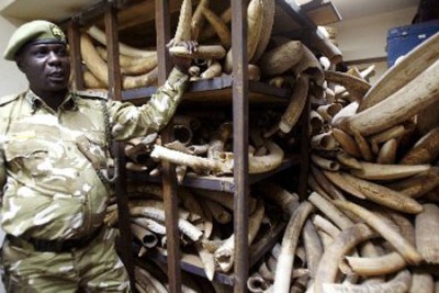 A Kenya Wildlife Services ranger shows elephant tusks intercepted from poachers. Kenya remains opposed to the lifting of the international ivory trade ban.