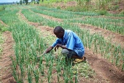 In response to failed harvests resulting from low rainfall, farmers in Burundis Kirundo province have been diversifying their crops (file photo).