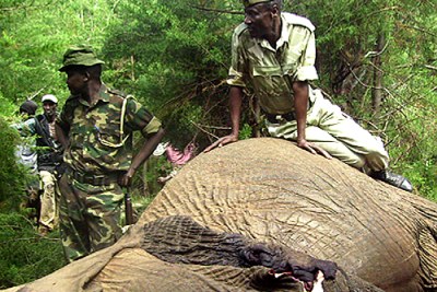 Un éléphant abattu par des gardes forestiers, une image qui sera, de plus en plus, vue en Province Orientale, en RDC