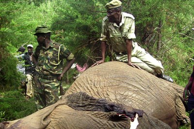 Kenya battles ivory poachers (file photo).