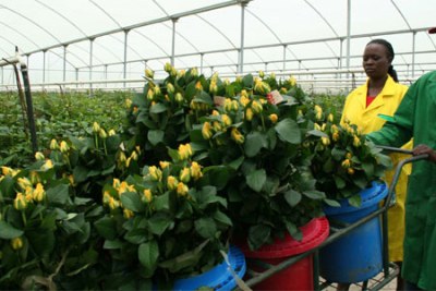 Workers pack roses for export at a flower farm in Naivasha, Kenya.