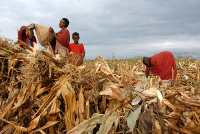 Harvest time in Kenya: The disease affected more than 150,000 farmers, with agriculture officers warning of reduced harvests.