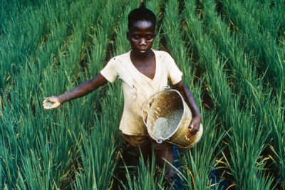 Learning to farm in Liberia.