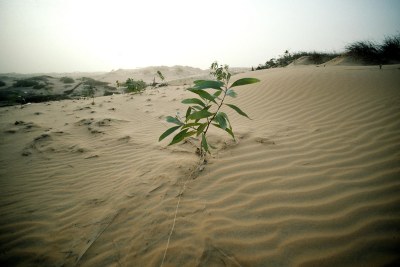 Eucalyptus plant taking root on sand dunes near Lompoul.