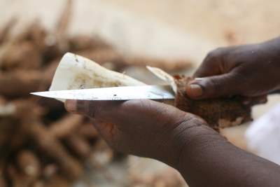 Jebbeh Passaway peels cassava in preparation for processing in Tiene, Cape Mount County, Liberia (file photo).