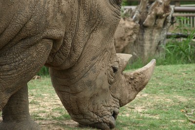 Rhino at the Tulsa Zoo in Oklahoma.