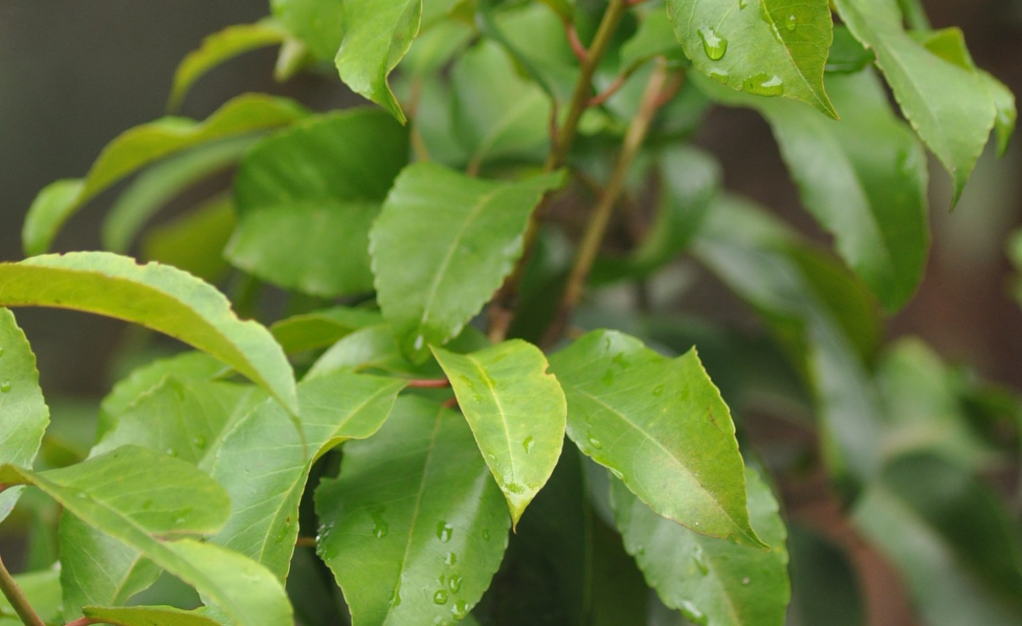 Africa Unsustainable Harvesting of Prunus Africana Tree Threatens