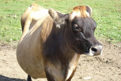 A young cow.