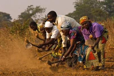 Malawian farmers (file photo).