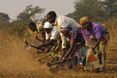 Malawian farmers prepare to plant groundnuts: The reluctant embrace of crops that would not previously have been considered as food is a capitulation to the strength of hunger, farmers say.