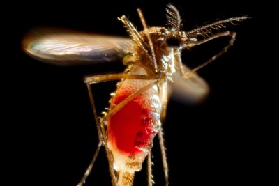 With a newly-obtained fiery red blood meal visible through her now transparent abdomen, the now heavy female Aedes aegypti mosquito takes flight as she leaves her host