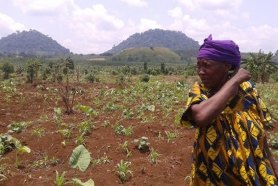 Ndomi Magareth, cette femme agricultrice du village de Njombe au Cameroun, risque de perdre la parcelle qu'elle exploite avec l'appétit nourri par les multinationales à l'endroit des terres africaines.