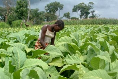 Farmer in tobacco field.