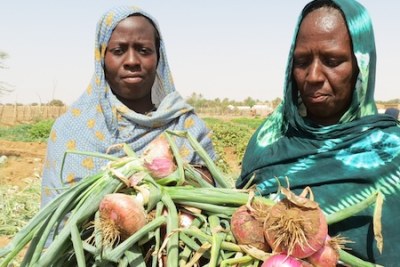 Jardin alimentaire en Mauritanie (photo d'archives)