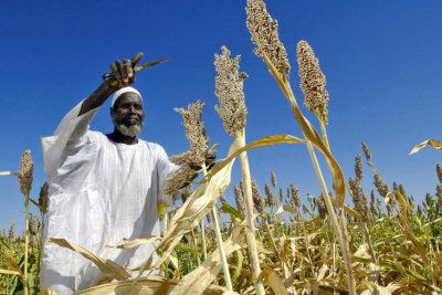 Wheat growing in Sudan (file photo).