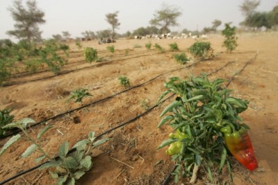 Les cultivateurs peinent à adopter les techniques d’agriculture intelligente face au climat.