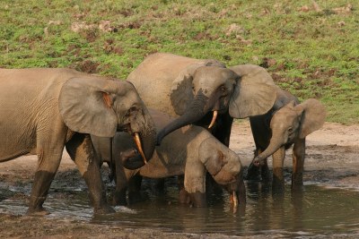Forest elephants have thinner, straighter, and pinker tusks than savannah elephants. Unfortunately, forest elephants are in decline and some consumers prefer forest elephant ivory.