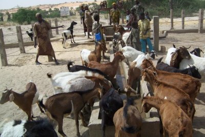 (Photo d'archives) - Le conflit entre éleveurs et agriculteurs a encore fait des victimes au Niger.