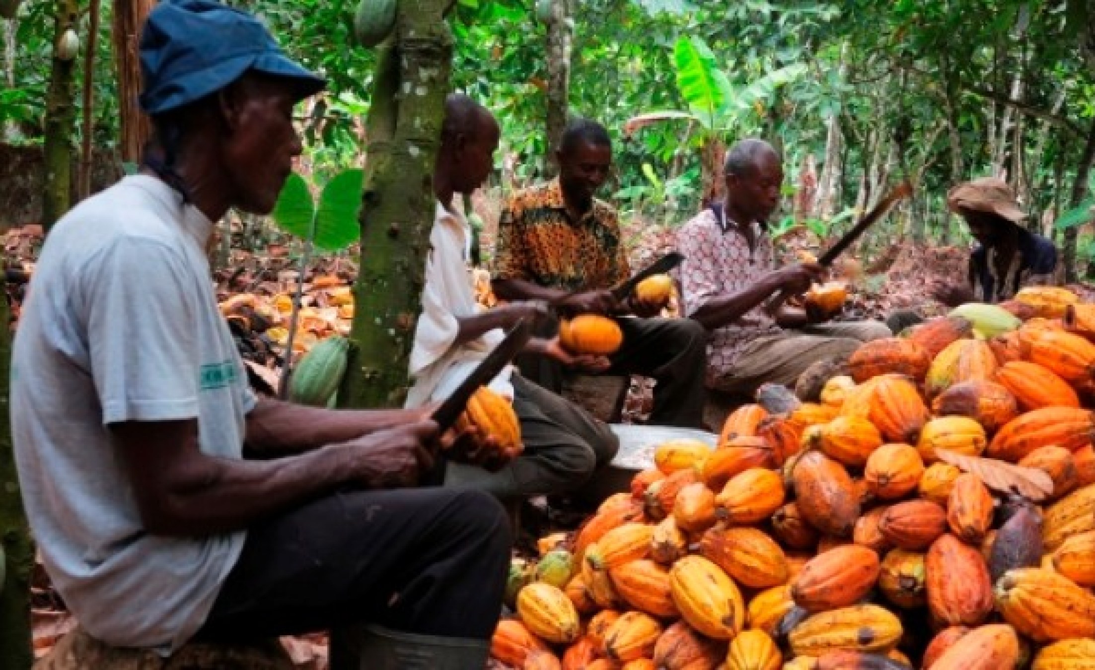 cameroon-drop-in-cocoa-price-farmers-dreams-still-alive-allafrica