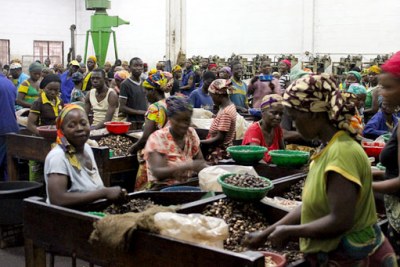 Workers process cashews in the Condor Nuts processing plant in Mozambique. (file photo)