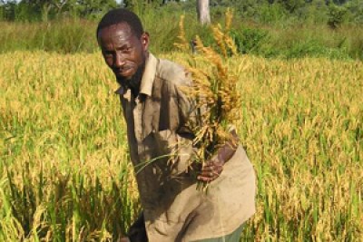 Impact sur le développement : le projet de la BAD du Nouveau riz pour l’Afrique primé par le Trésor américain