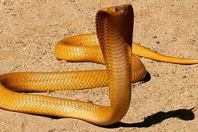 Yellow form of Cape cobra, Western Cape (file photo).