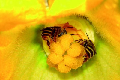 A new study suggest that poorly performing farms could significantly increase their crop yields by attracting more pollinators to their land.