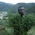 The Battle to Stop Marijuana Crop Spraying