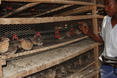 Quail bird farming by locals for commercial purposes in Zimbabwe.