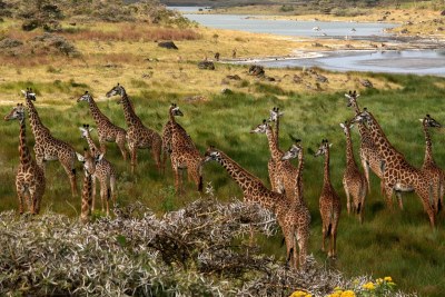 Giraffes in  Arusha National Park,Tanzania.