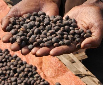 Ethiopia: Humble Home of the Coffee Industry