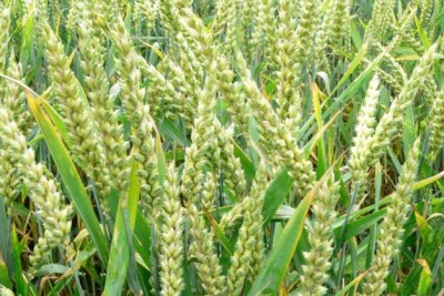 Culture de blé en Afrique.