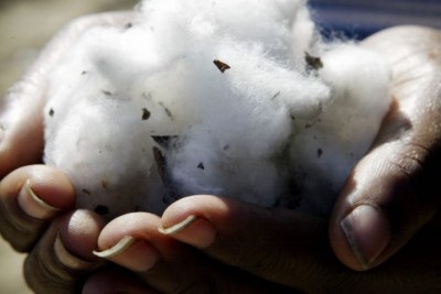 Genetically modified cotton (file photo).