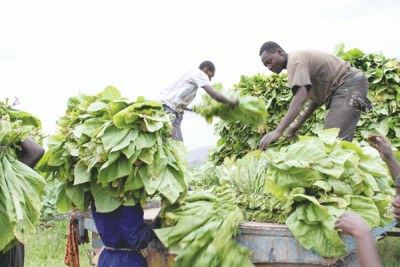 Tobacco farmers (file photo).