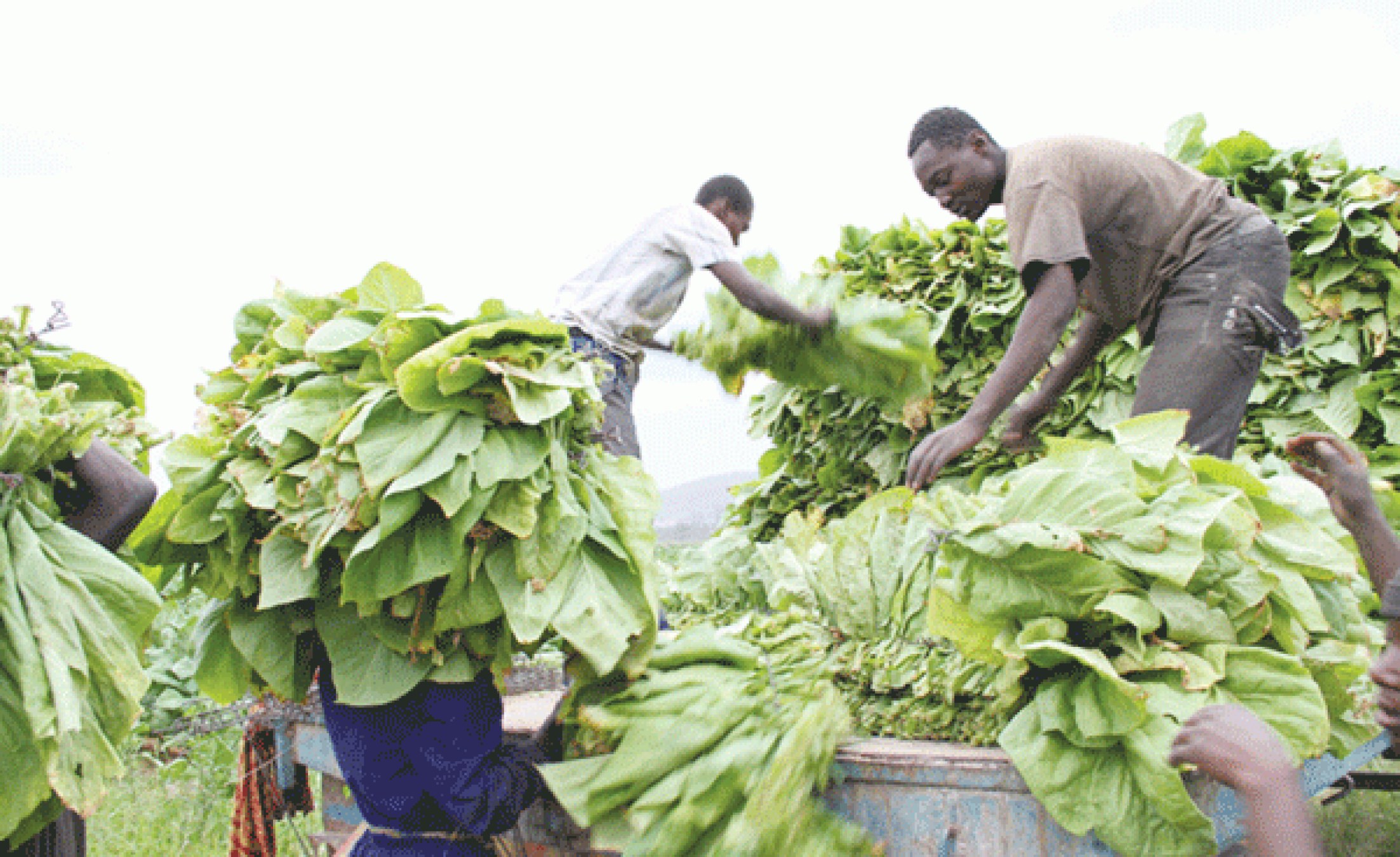 Southern African Countries Battle to Save Own Tobacco Industry
