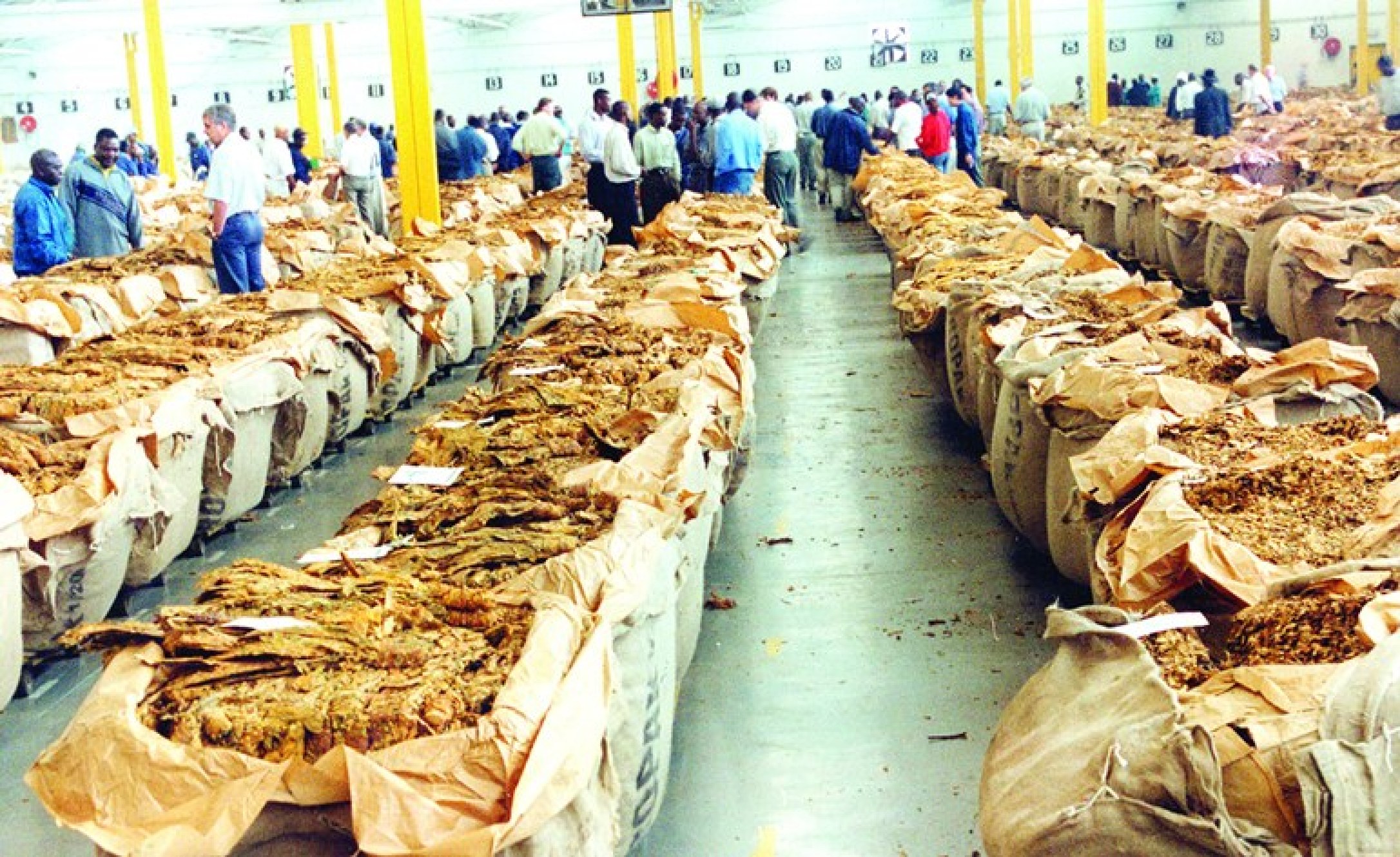 Zimbabwe Raw Tobacco Exports Costs Zim Billions