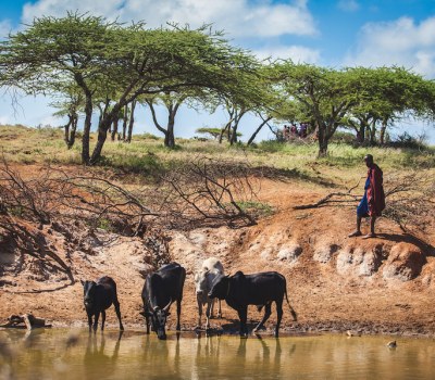 Emerging Diseases Threaten Maasai and Their Herds