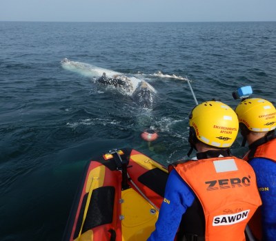 South African Sea Rescue Institute Saves Humpback Whale