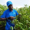Empowering Mozambican Farmers with Improved Seeds