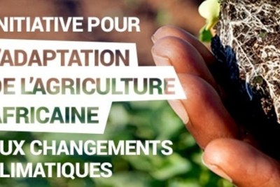 L'initiative d'Adaptation de l'agriculture africaine (triple A)