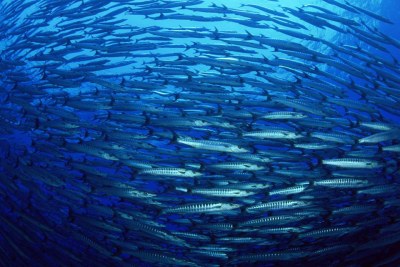 Healthy oceans have a central role to play in solving one of the biggest problems of the 21st century - how to feed 9 billion people by 2050.