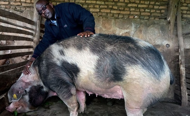 Rwanda How Shirimpumu Used A Salary Loan To Become A Model Farmer