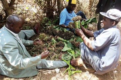 Miraa farmers at Laare in Ntonyiri, Meru County prepare the twig for sale.