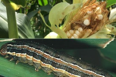Africa is battling with a fall armyworm infestation.