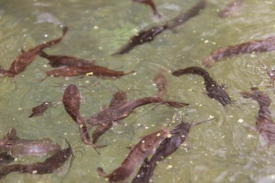 Baby catfish swimming in a pond on a 15-hectare farm co-owned by Milouda Mohammed and his brothers in Touggourt, a town in the Sahara, in southern Algeria, April 12, 2018.