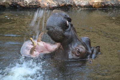 Hippo.