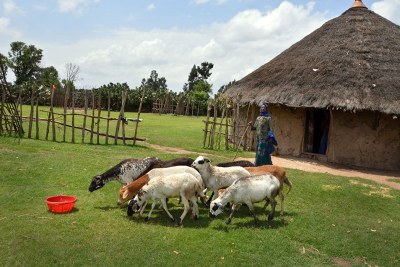Kamso Bame takes care of her sheep by her grass-roofed house. Among her long-term plans are to build a new roof with corrugated iron sheets.
